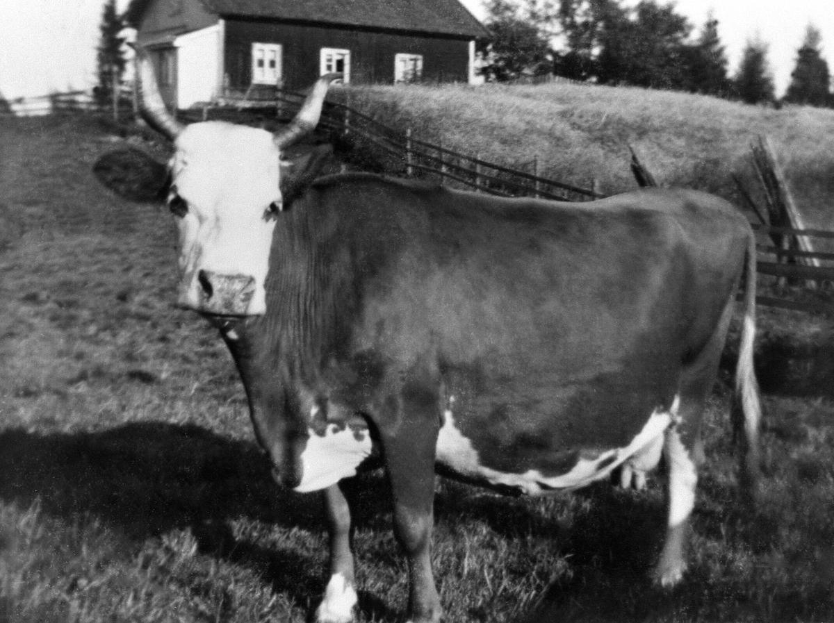 Anno Domkirkeodden, KUA "BLIROS", DØDE AV MELKEFEBER, HOLABAKKEN