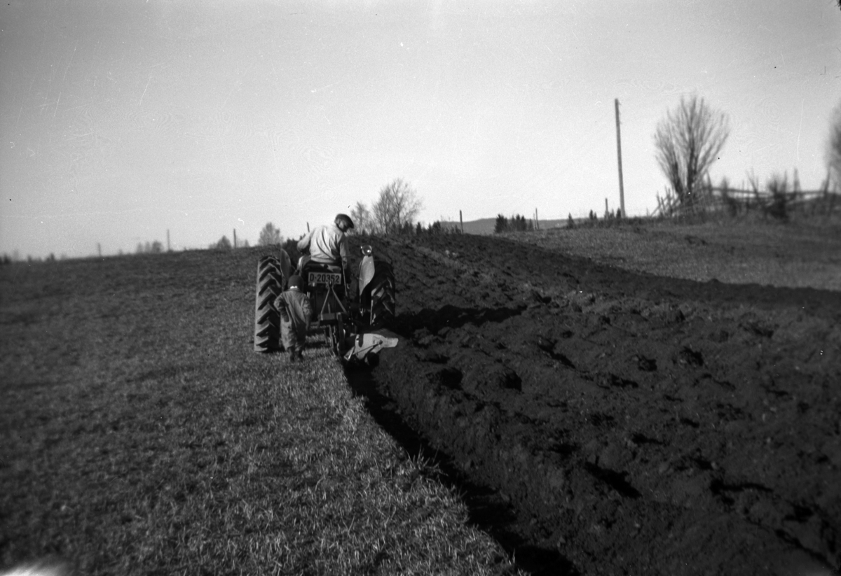 Anno Domkirkeodden, SØNDRE TOMTER. VÅRONN. PLØYING MED TRAKTOR. GUDMUND TOMTER PLØYER PÅ HAUGÅKEREN MED EN-SKJÆRSPLOG. GRÅTASSEN VAR DEN FØRSTE TRAKTOREN PÅ GARDEN I 1952. OLE JACOB TOMTER GÅR BAK PLOGEN.