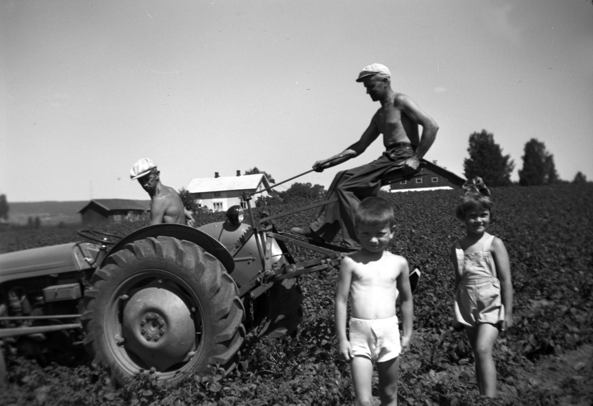 Anno Domkirkeodden, SØNDRE TOMTER. RADRENSING AV POTETER MED TROLLRAMME OG RADRENSKERUTSTYR. KÅRE TOMTER PÅ TRAKTOREN OG GUDMUND TOMTER STYRER UTSTYRET. FORAN OLE JACOB TOMTER OG MARIT TØMTE. CA. 1960.