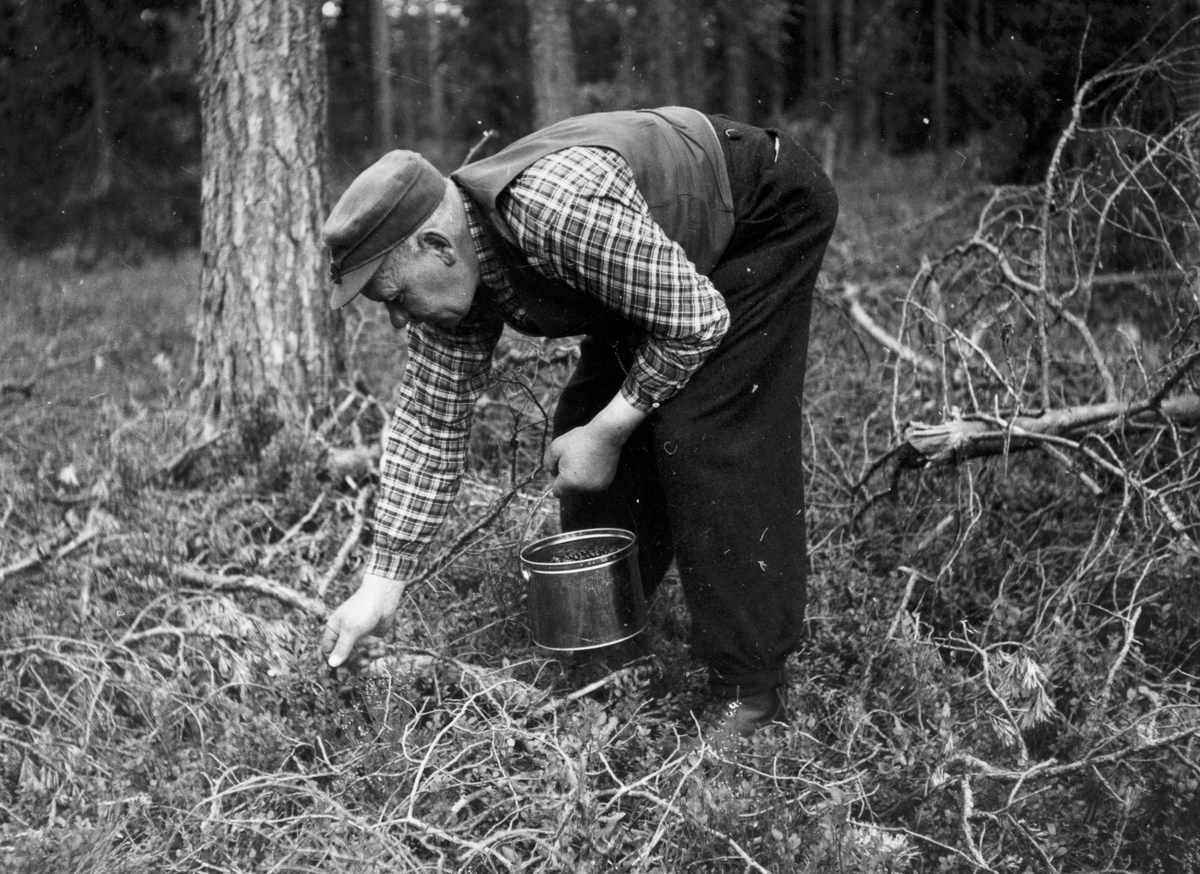 Anno Domkirkeodden, Dyri gard i Løten. Paul Svevad plukker bær, bærsanking, tyttebær?