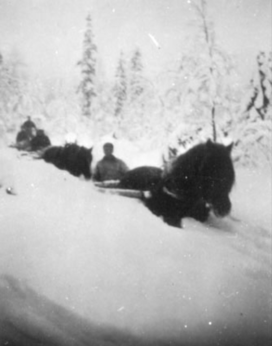 Anno Domkirkeodden, BRØYTING AV VEG MED HESTER, SNØVINTEREN 1951, MAGNE PAULSEN, PER PAULSEN, STANGE ALLMENNING