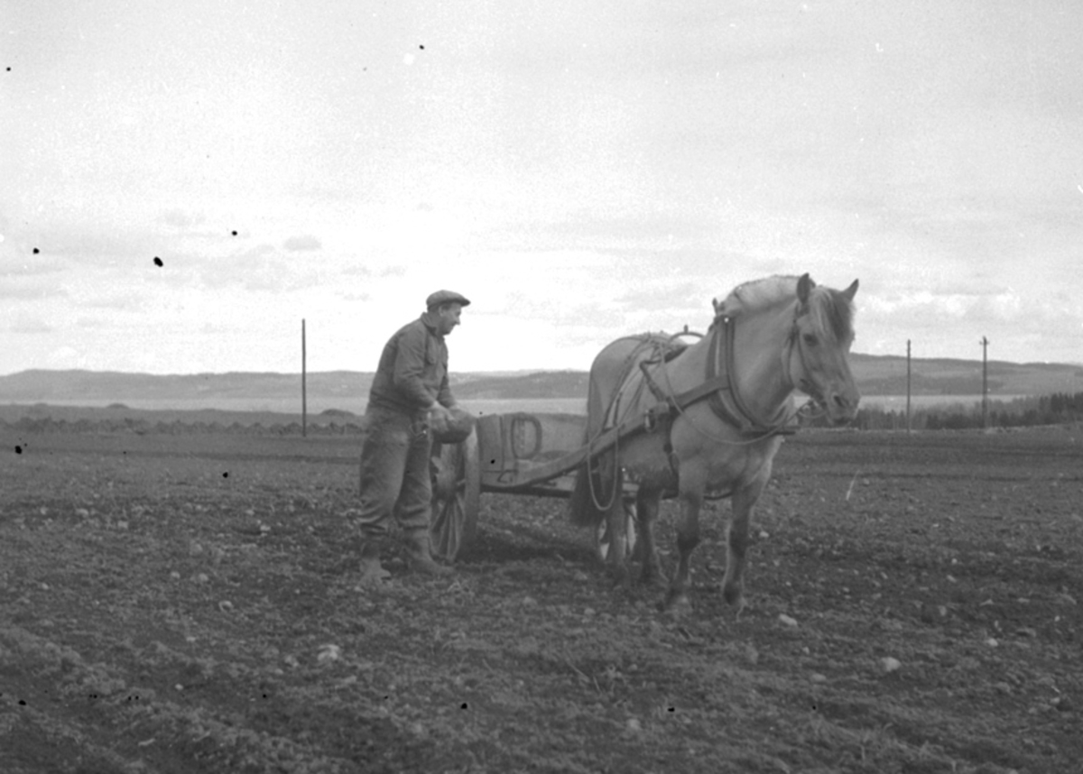 Anno Domkirkeodden, STEINPLUKKING, HEST, STUTTKJERRE, REKSTAD GÅRD