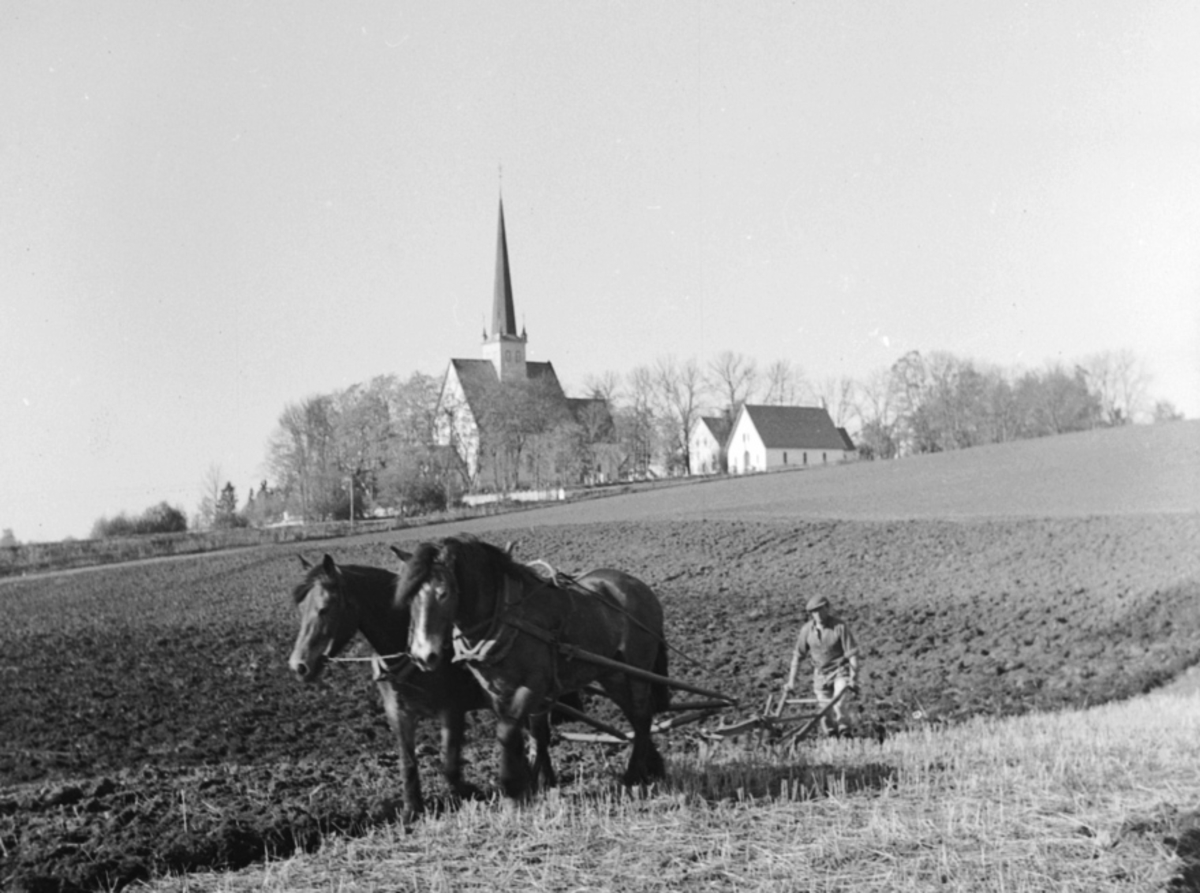 Anno Domkirkeodden, PLØYING MED TO HESTER, TOSPANN, PLOG, VÅRONN, THOMSEN, ALM ØSTRE GÅRD, STANGE KIRKE,