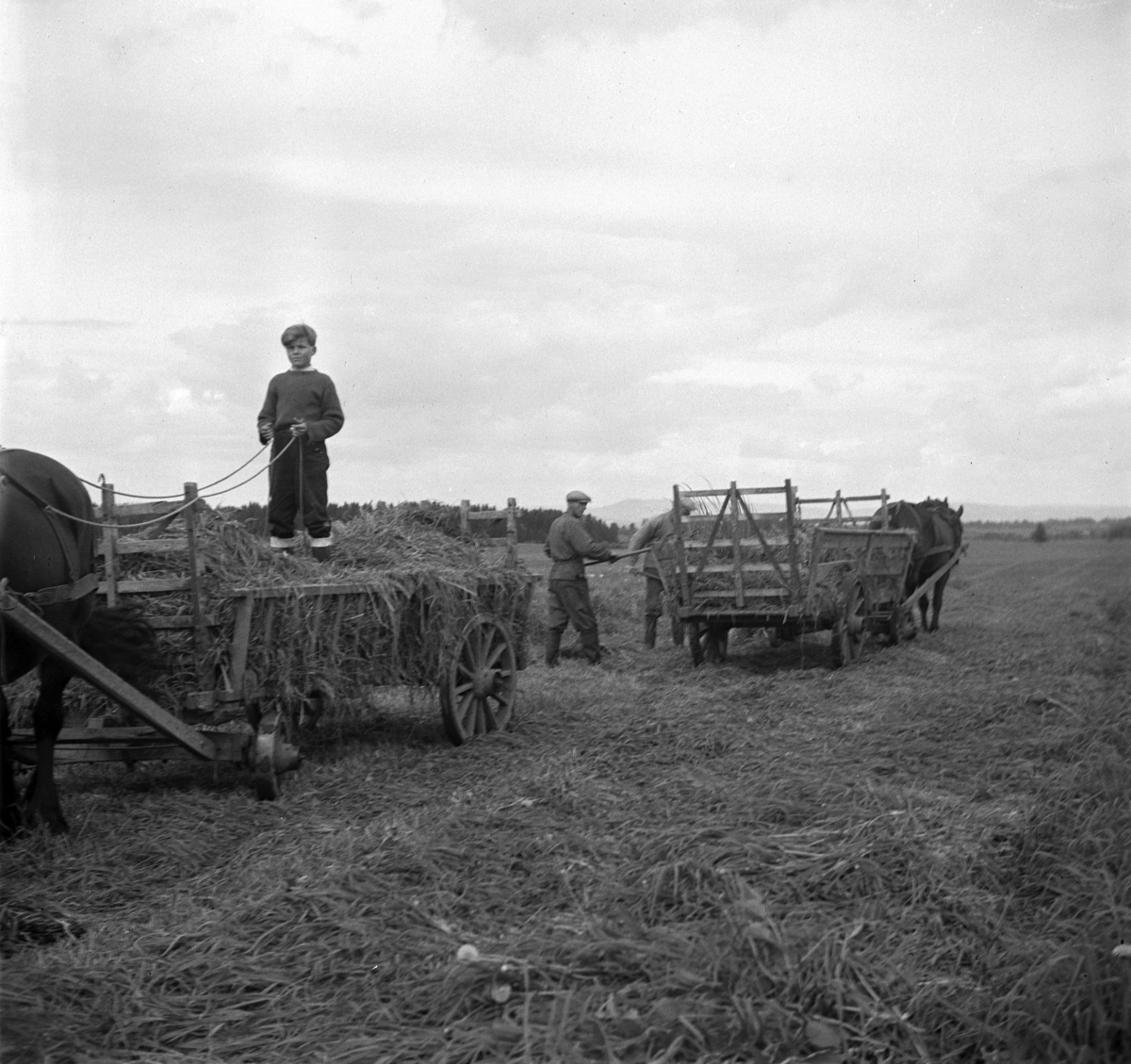Anno Domkirkeodden, HØYONN, ROLF JENSEN KJØRER HEST MED HØYVOGN, GRAS TIL SILOLEGGING, FOKHOL GÅRD,