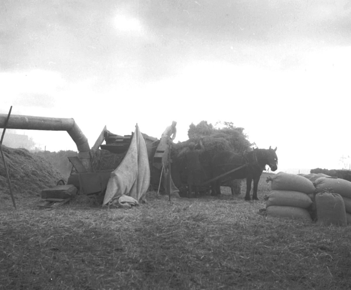 Anno Domkirkeodden, TRESKEVERK, TRESKING, HEST MED KORNSEKKER, HUSEBY, FOKHOL GÅRD