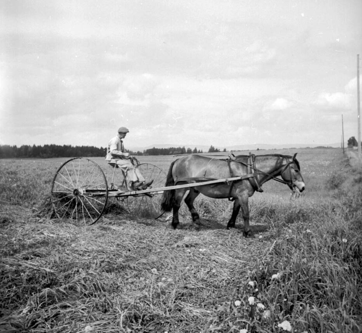 Anno Domkirkeodden, SLÅTONN, INGOLF ANDERSEN KJØRER HEST MED HØYRIVE, FOKHOL GÅRD