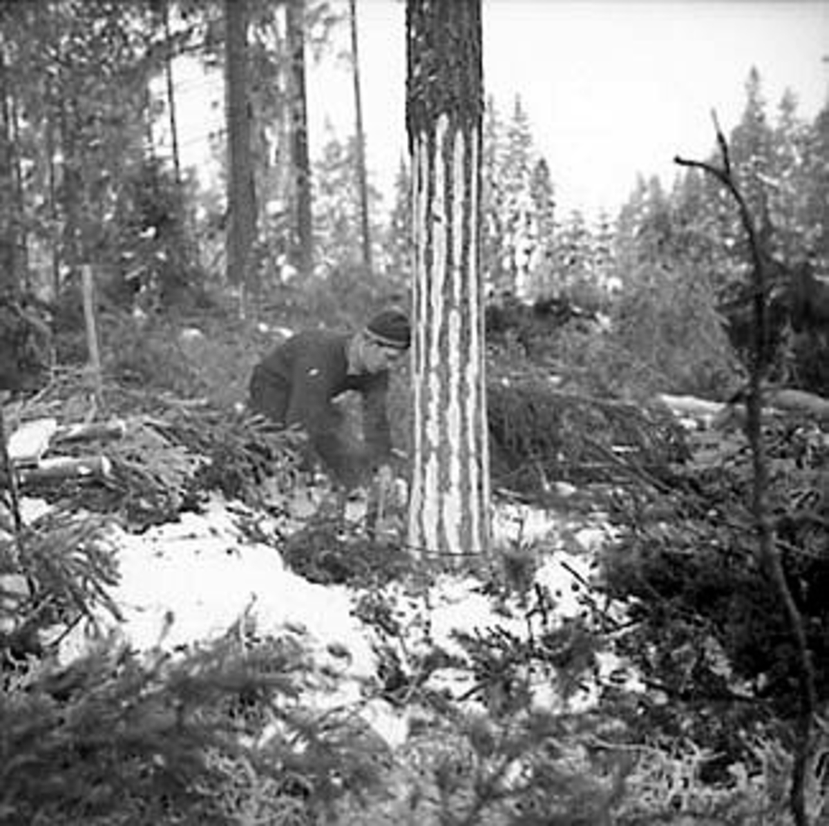 Anno Domkirkeodden, SKOGBRUK, TØMMERHUGGING, MOTORSAG, VINTER, SNEKKERSVEDRIFTA, PRESTMARKA, STANGE