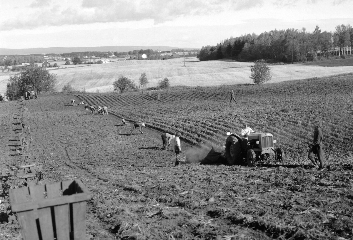 Anno Domkirkeodden, POTETONN, FOLK PLUKKER POTETER, POTETPLUKKING, TRAKTOR, FOKHOL,