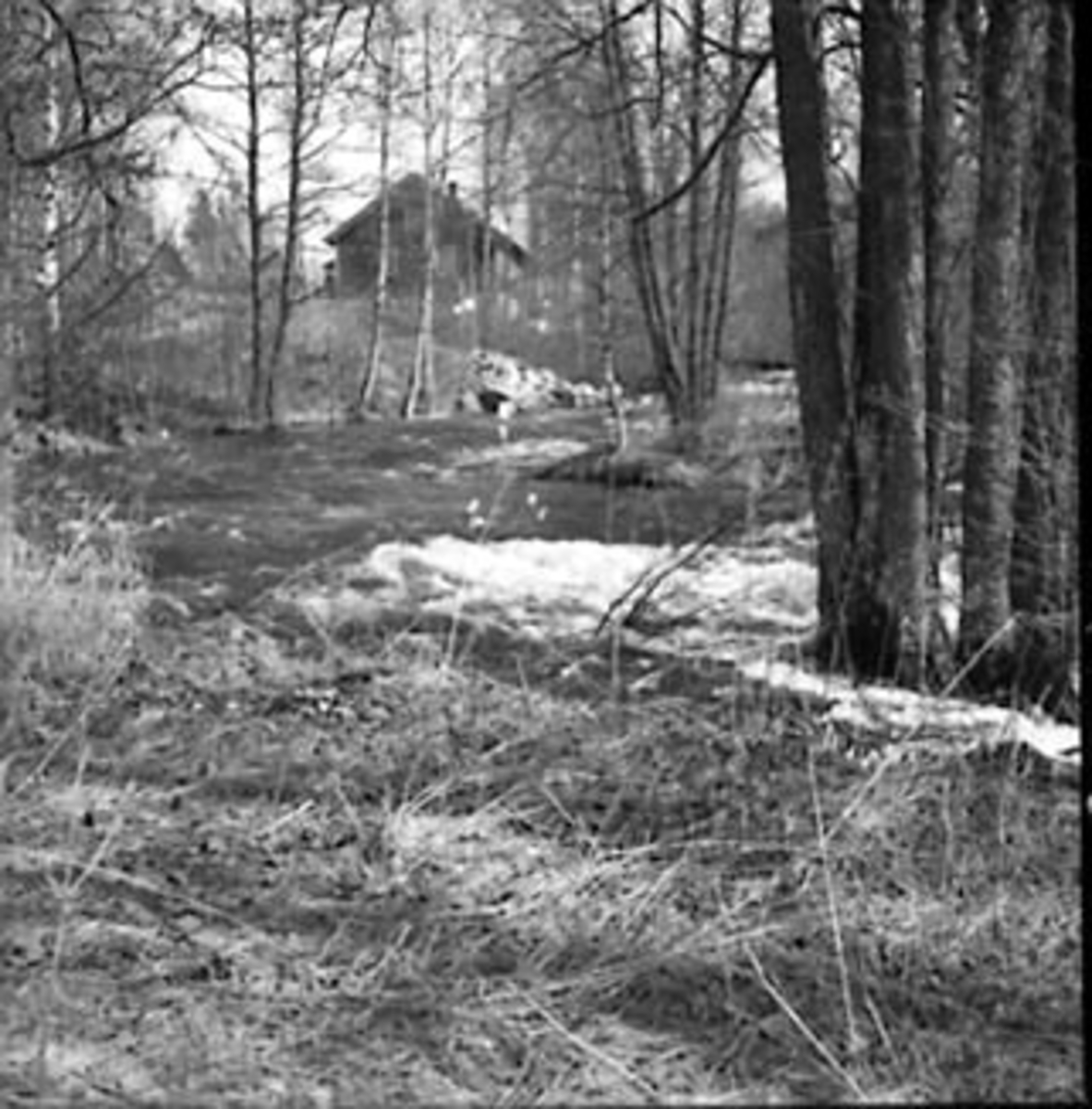 Anno Domkirkeodden, OVERSIKT VIKSELVA, VÅRFLOM, TANGEN,