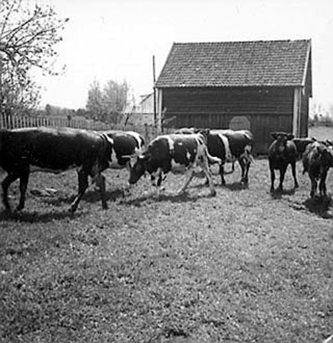 Anno Domkirkeodden, KUSLEPP, FYLKESVETERINÆR NØTTESTAD, NØTTESTAD SØNDRE, OTTESTAD