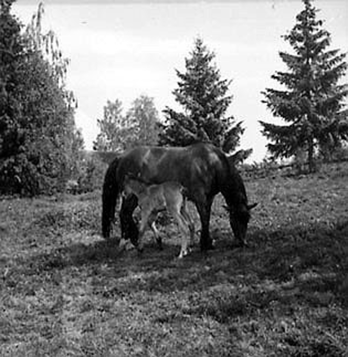 Anno Domkirkeodden, HEST MED FØLL PÅ BEITE, NØTTESTAD SØNDRE, OTTESTAD