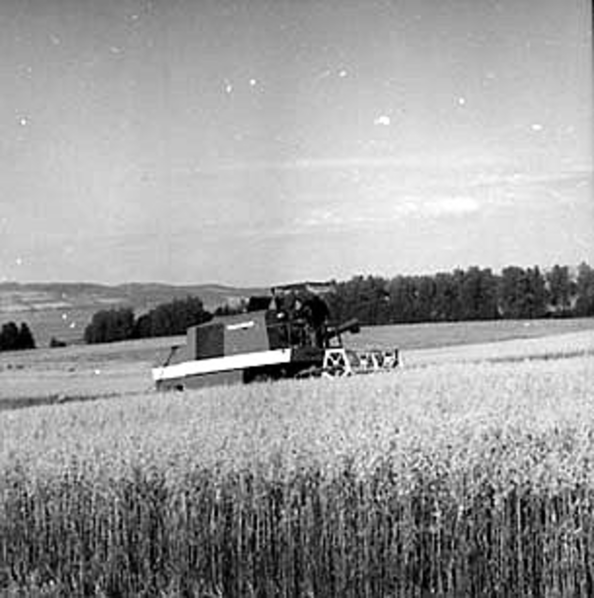 Anno Domkirkeodden, SKURONN, SKURTRESKER, HUSEBY