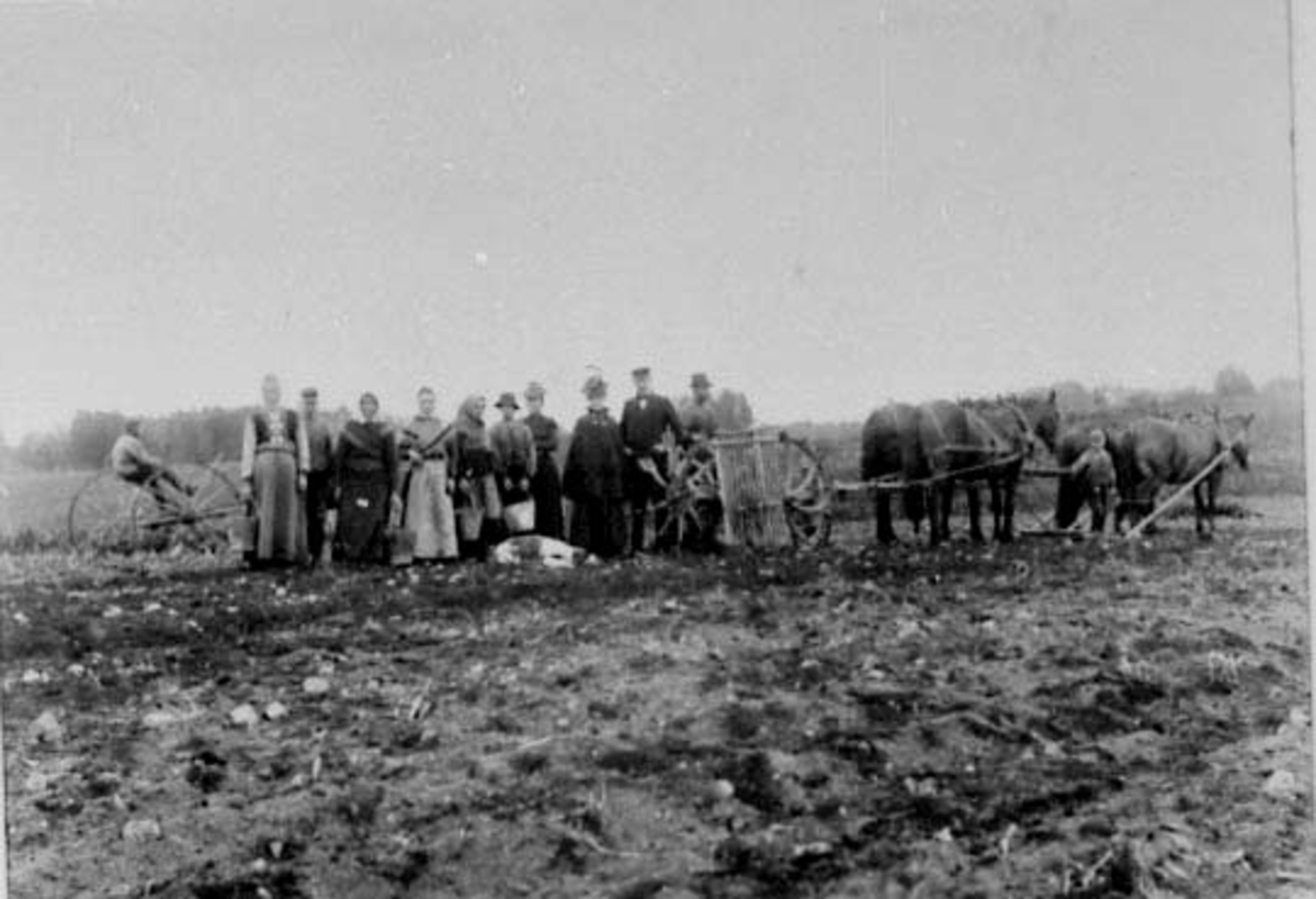 Normann Helger, POTETONN, HESTER MED POTETOPPTAGERE, POTETPLUKKERE MED SINKBØTTER, SAKSLUND, DIDRIK ARSTAD, DAGMAR ARSTAD BAK OPPTAGER,