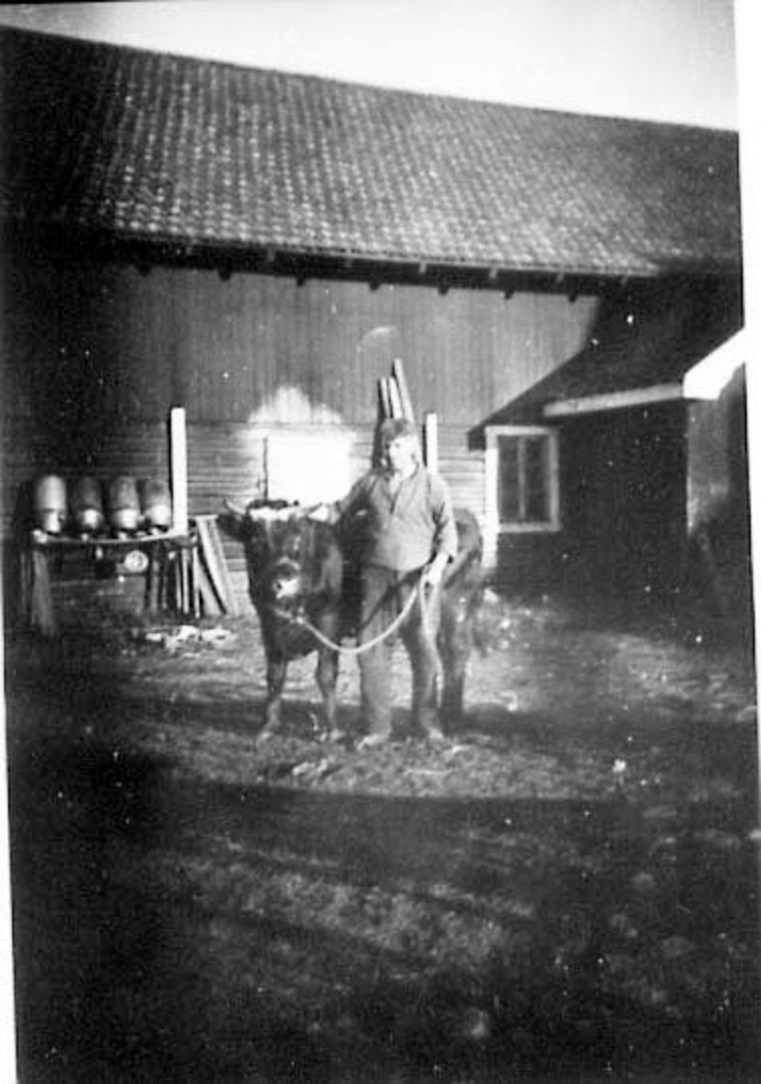 Normann Helger, 1 MANN (BJØRGAN) MED OKSE, TUN, GJERMSTAD,