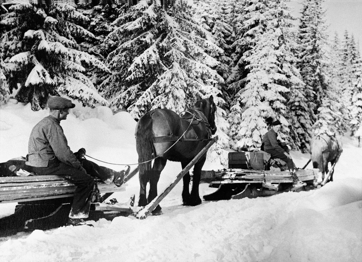 Normann Helger, TØMMERTRANSPORT MED HESTER, BOKK & GEIT, HOLTH, EIVIND MED JEGERHESTEN BASKEN, FORAN:JON ILSENG MED HESTEN BLÅEN, VINTER, VEFLEN, KARENE DREV VEDKJØRING I STANGE ALMENNING OG HAR HER MED SEG MATERIALER FRA BERGSJØSAGA SOM RETURLASS. SE ÅRBOKA FRA 2004, "GAMMALT FRÅ STANGE OG ROMEDAL" S. 138.