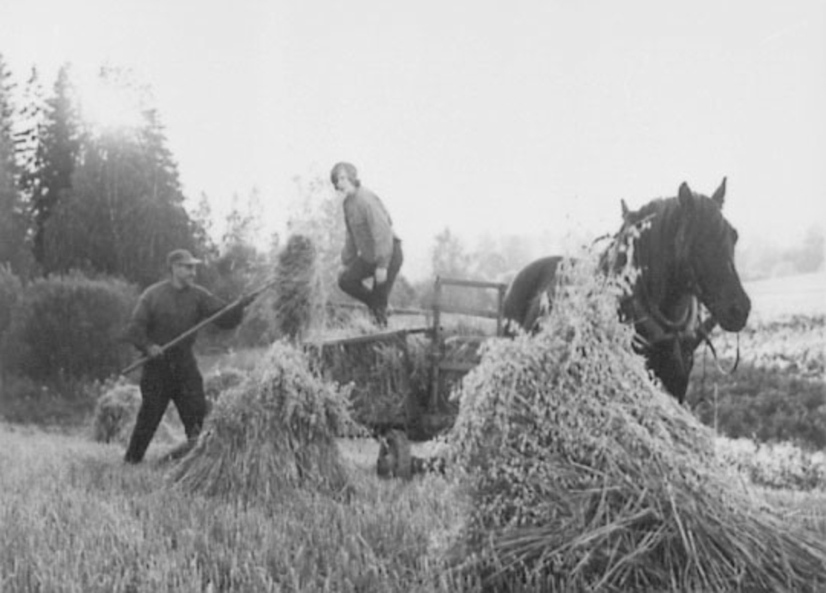 Normann Helger, SKURONN, LOKJØRING MED HEST, GULKUNRUD GÅRD, OTTESTAD, Nils Gillund lesser, Reidun Gillund tråkker lasset, ca 1960