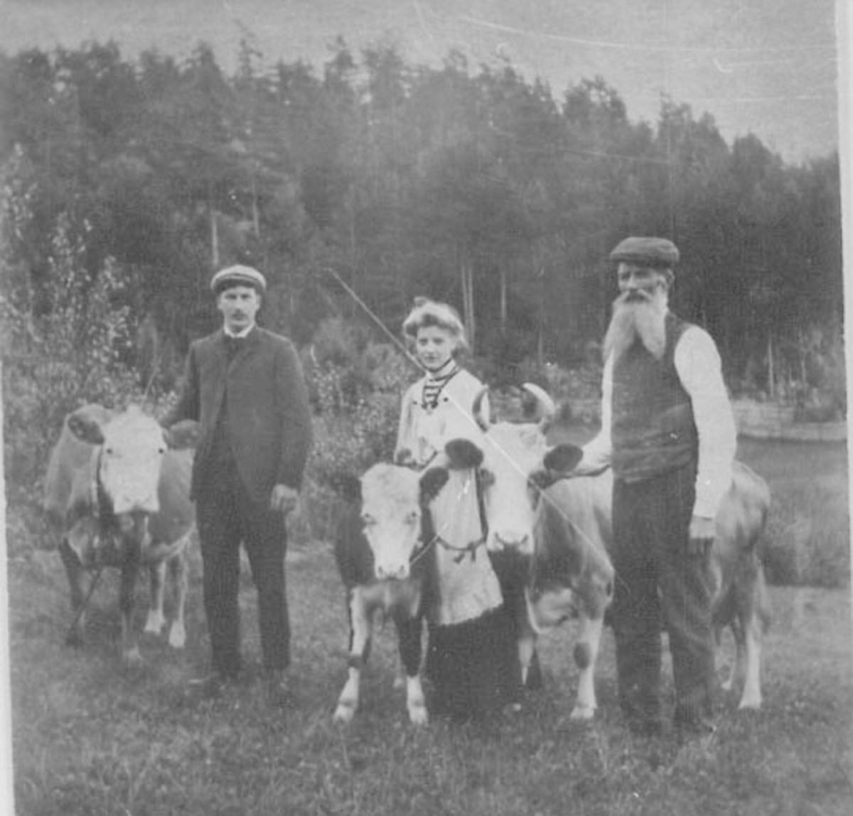 Normann Helger, 3 KUER, GRUPPE 2 MENN, 1 UNG DAME, DALEN UNDER VIK, TANGEN,