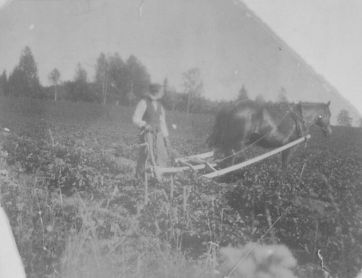 Normann Helger, MANN MED HEST, ARD, GULKUNDRUD?, STANGE