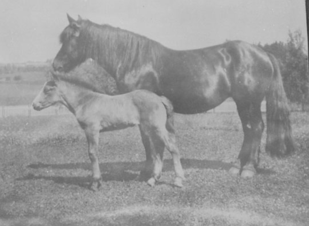Anno Domkirkeodden, HEST MED FØLL, SKJERDEN ØSTRE