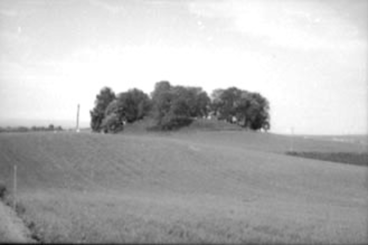Anno Domkirkeodden, GRAVHAUG