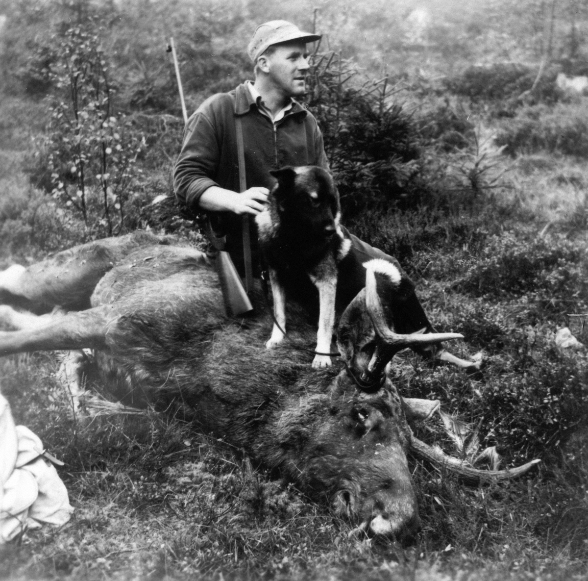 Normann Helger, ELGJAKT, MARTIN ØSTERHAGEN MED HUND OG ELG