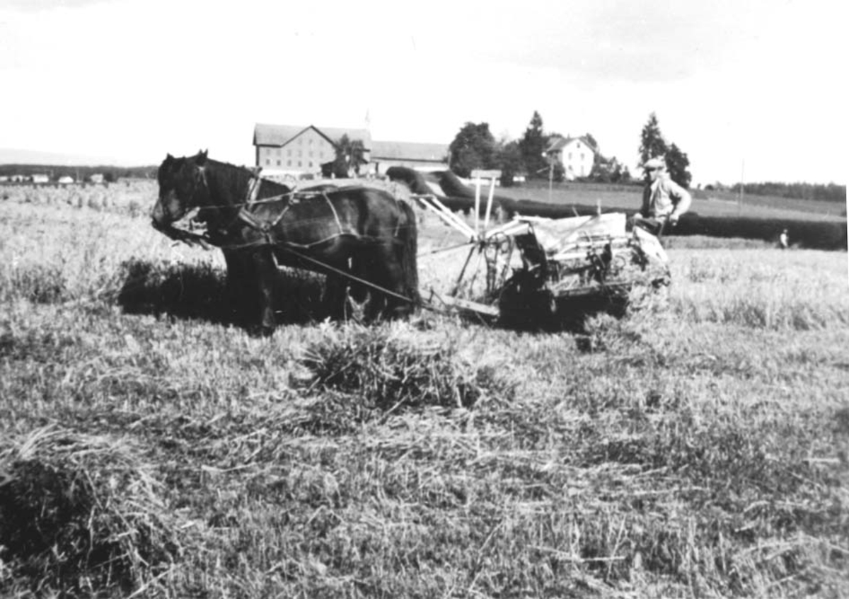 Anno Domkirkeodden, SKURONN, HESTER MED SLÅMASKIN, HORNE
