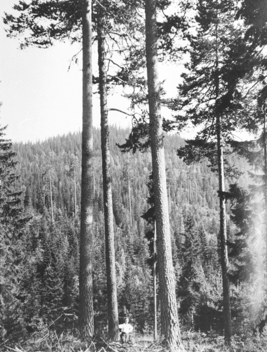 Anno Domkirkeodden, FURUSKOG, KJØLEN XVII, SKOFORVALTER WILHELM STRØM, STANGE ALLMENNING