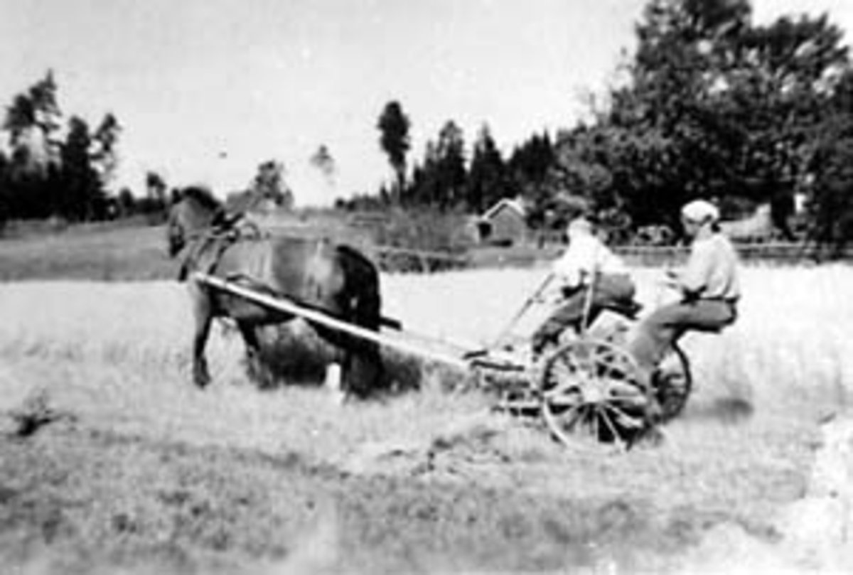 Anno Domkirkeodden, SKURONN, HEST MED SLÅMASKIN, ARNT VESTLI LEGGER AV SKÅRET, AGNES VESTLI KJØRER, SÆTERVANGEN