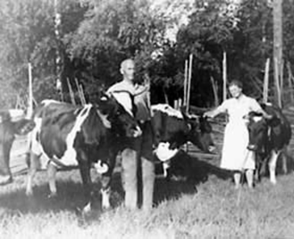 Anno Domkirkeodden, GRUPPE: 2, EKTEPAR, BJARNE ROGNSTAD, OLGA ROGNSTAD MED KUER PÅ BEITE, ROGNSTAD, ÅSVANG