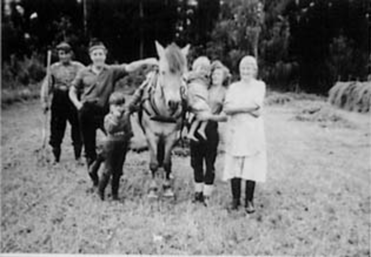 Anno Domkirkeodden, HØYONN, SLÅTTONN, STORSVEEN, VALLSET, GRUPPE: 6 RUNDT HEST, FRA VENSTRE: JOHN FOSSBERGET, ARVID JOSSBERGET, JAN, ANNE-SOLVÅR, SOLVEIG FISSBERGET, HILDA ØSTBY