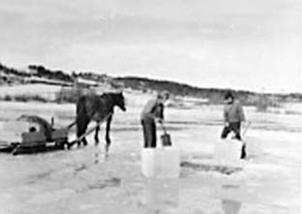 Anno Domkirkeodden, ISSKJÆRING PÅ REFSALTJERNET, TANGEN, GUTT MED TOPPLUE: OLA DILLERUD