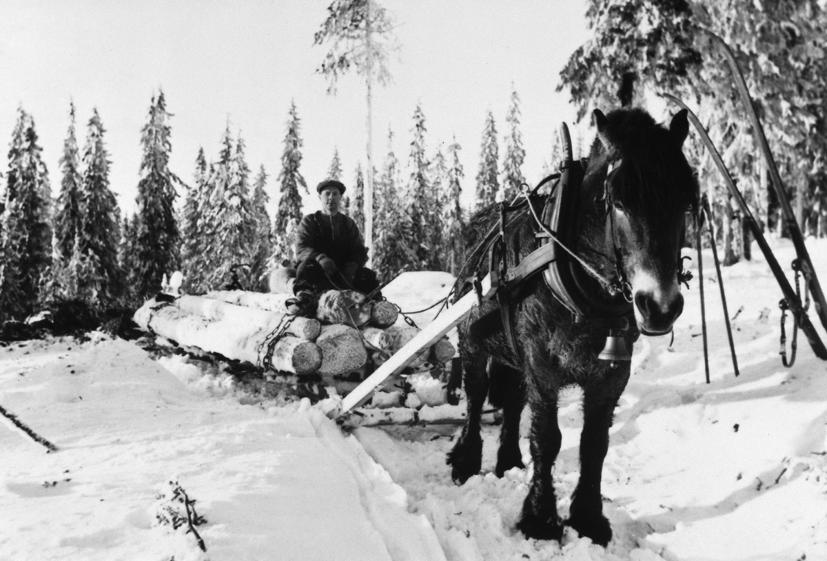 Anno Domkirkeodden, TØMMERHOGST, HEST MED TØMMERLASS, OLAF BERGKVIST PÅ LASSET, VINTER, ROMEDAL PRESTEGÅRDSKOG