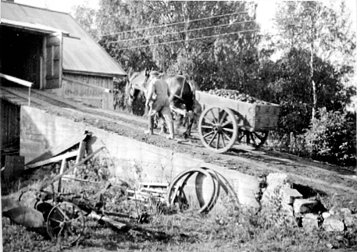 Anno Domkirkeodden, SØRBRYN GARD, POTETONN, KJØRER POTETER MED STUTTKJERRE OG HEST OPP LÅVEBRUA, TRANSPORT