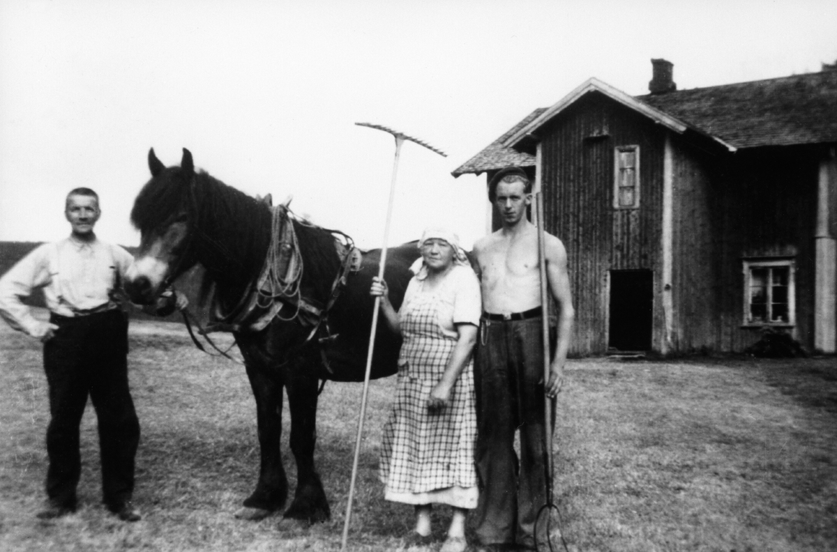 Anno Domkirkeodden, KNUKEN GÅRD, SLÅTTONN. FRA VENSTRE MED HEST: JOHAN AKER, ANNE AKER MED HØYRIVE OG ARNE BRENNE