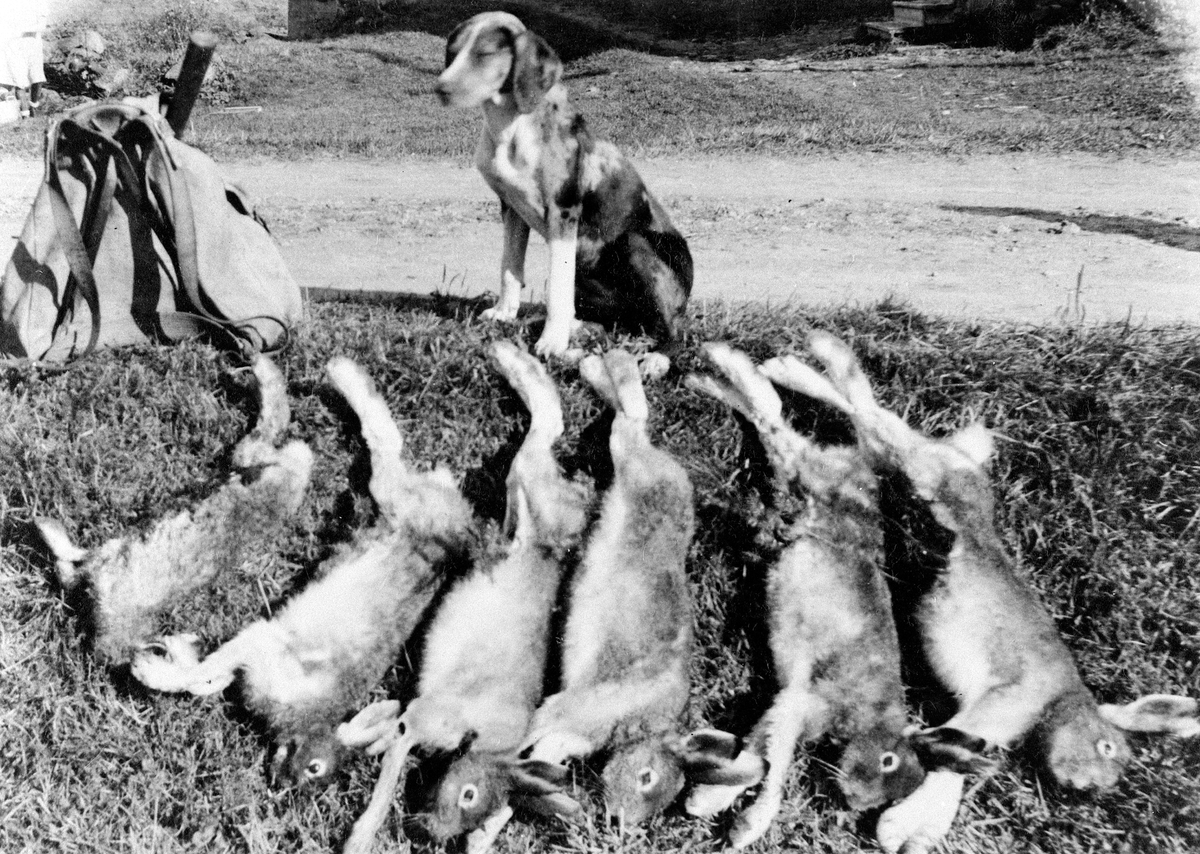 Anno Domkirkeodden, HAREJAKT, HUND, OLA LIENS JAKTUTBYTTE I 1945