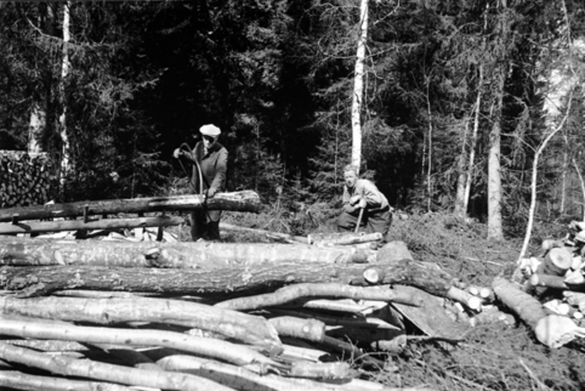Anno Domkirkeodden, GUDMUND FINNANGER OG TORE ØSTERHAGEN, SAGER VED PÅ GODHOLEN, CA. 1950