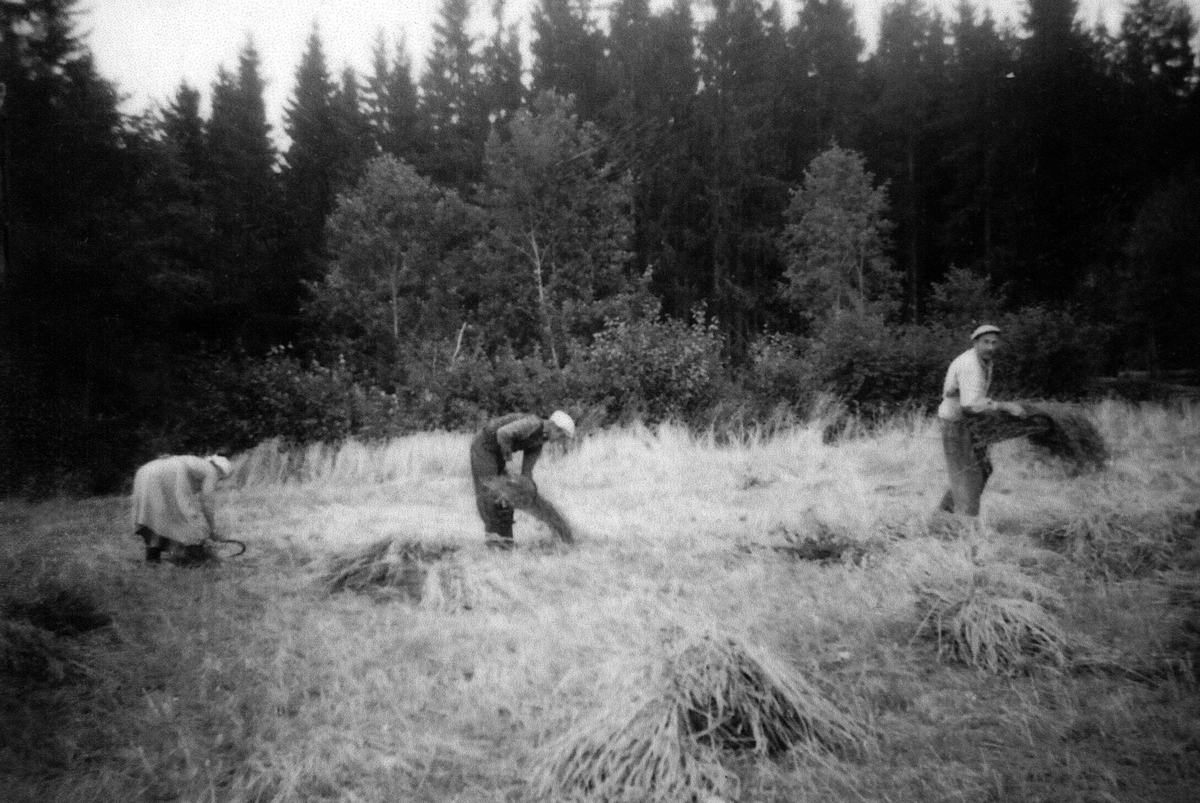 Anno Domkirkeodden, SKURONN, KORNET SKJÆRES MED SKYRU, F. V. ANNA PEDERSEN, SYVERIN PEDERSEN OG ANDERS PEDERSENSE ÅRBOKA FOR STANGE OG ROMEDAL 2007