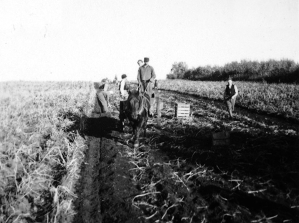Anno Domkirkeodden, POTETONN, POTETOPPTAKING PÅ SØRJORDET NERI ØDEGÅRDSLIA PÅ LALUM GARD I STANGE, 1948.