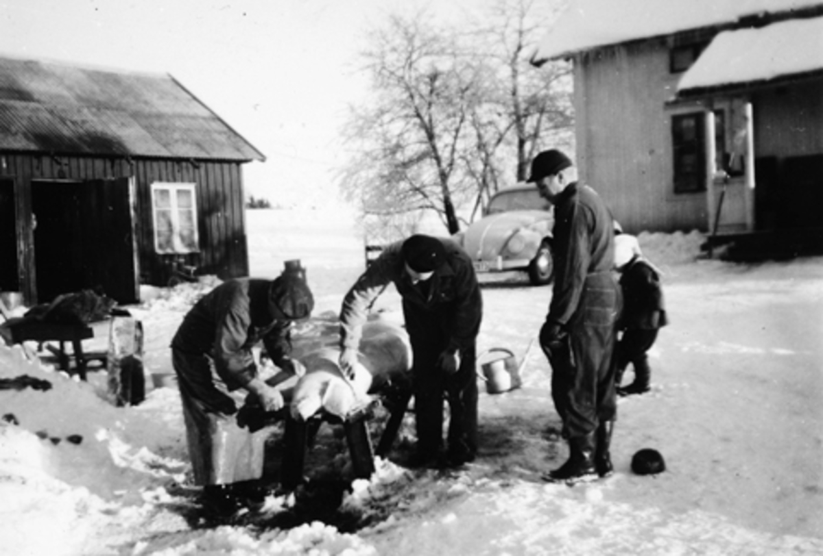 Anno Domkirkeodden, BYGDESLAKTER. SLAKTING AV GRIS, OLE SKRAMSTAD, JACOB SVERRE LØLAND, SVEN STENSBY, SIGURD G. LØLAND.