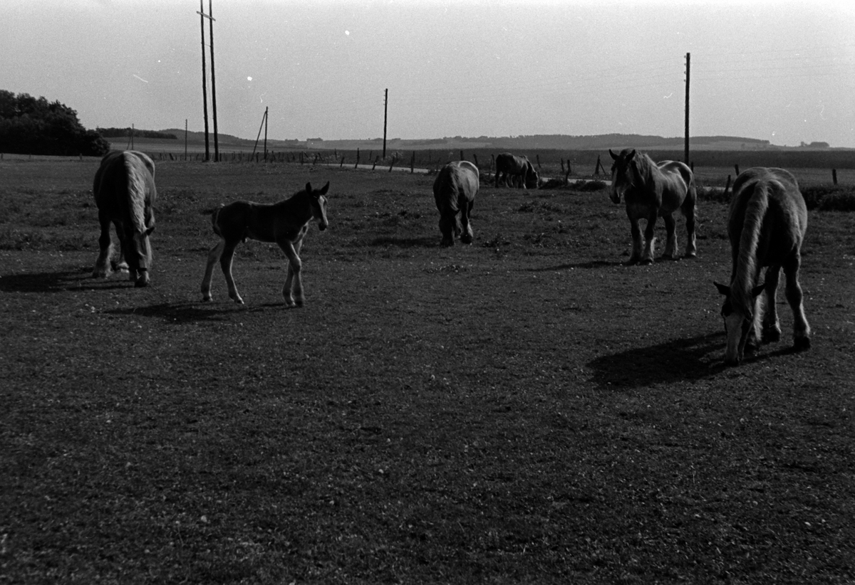 Adolf Skjegstad, ASK-01109