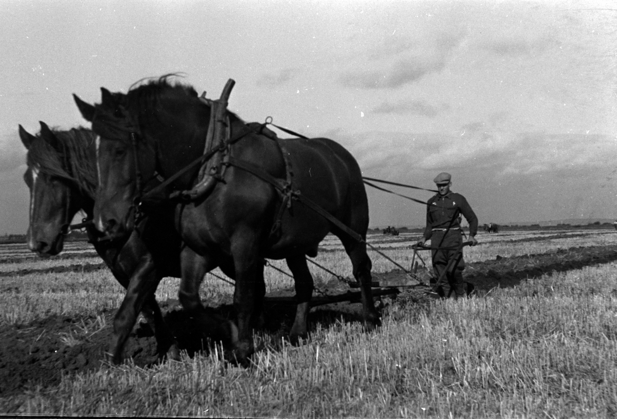 Adolf Skjegstad, ASK-01130
