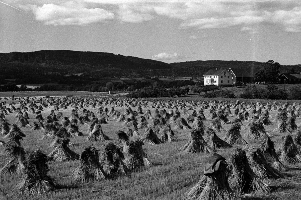 Adolf Skjegstad, SKURONN, KORNSNES, LANDSKAP, UKJENT GARD.