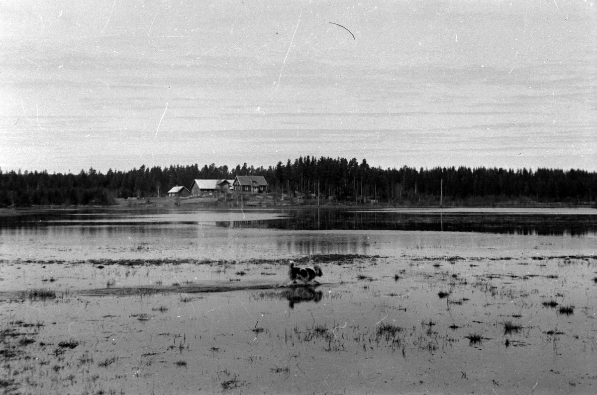 Adolf Skjegstad, ASK-01331