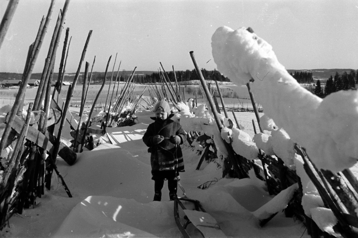 Adolf Skjegstad, JENTE, KJELKE, REKSLEGUTU, SKIGARD, VINTER.