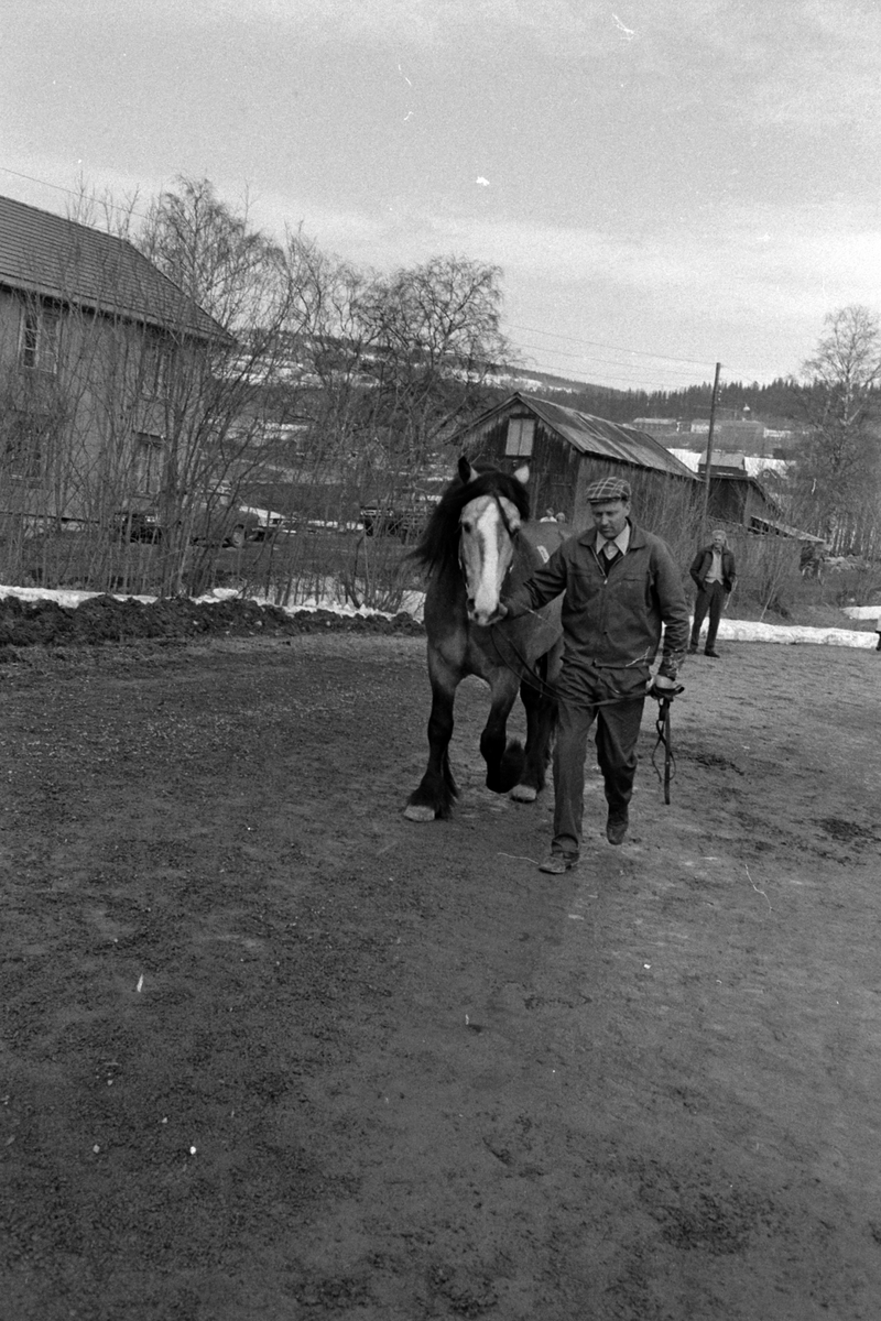 Adolf Skjegstad, STAMPESLETTA LILLEHAMMER, HESTEUTSTILLING.