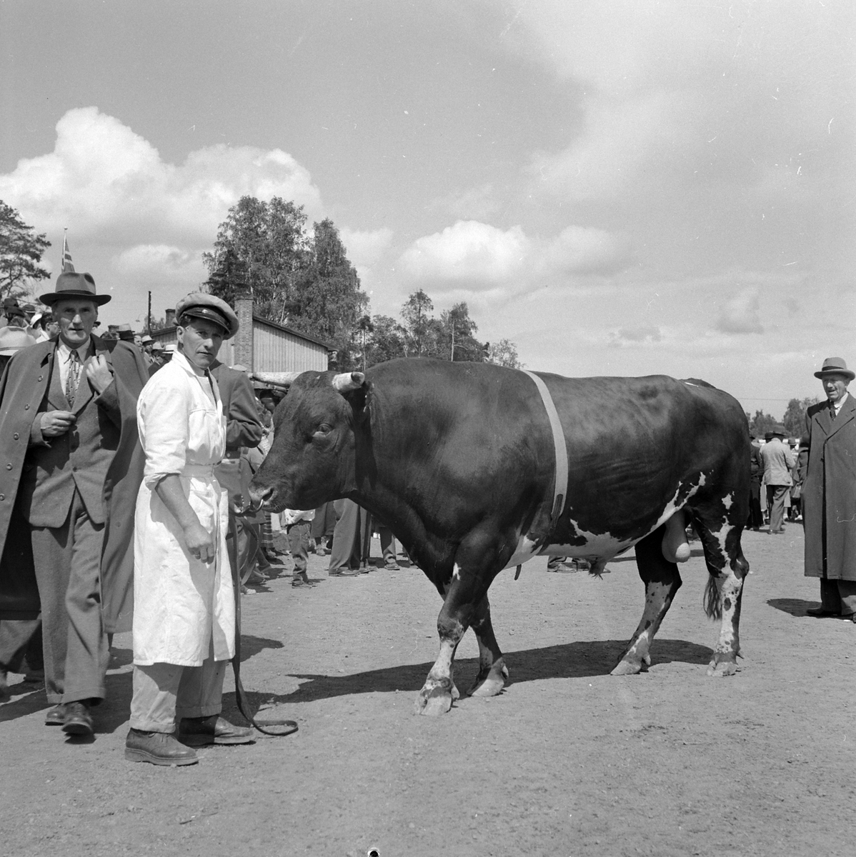 Adolf Skjegstad, Fesjå, utstilling, ukjent sted. Utstillingsplassen, Hamar?