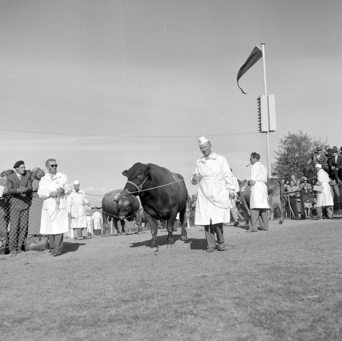 Adolf Skjegstad, ASK-03143