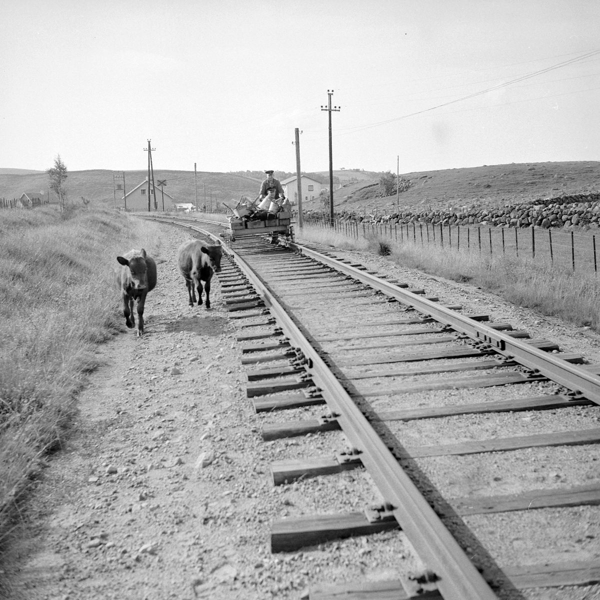 Adolf Skjegstad, ASK-03209