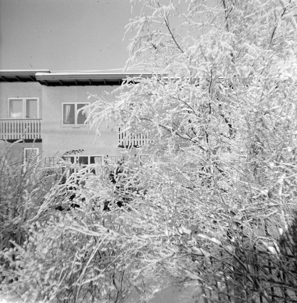 Adolf Skjegstad, ASK-03232
