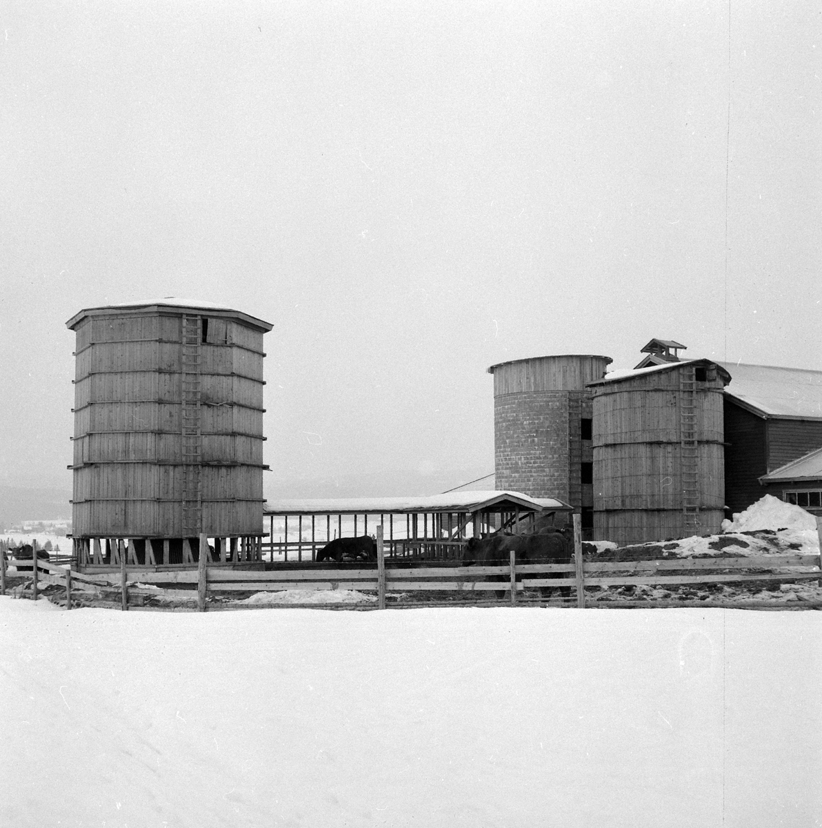 Adolf Skjegstad, ASK-03399